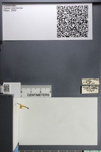 Media type: image;   Entomology 557258